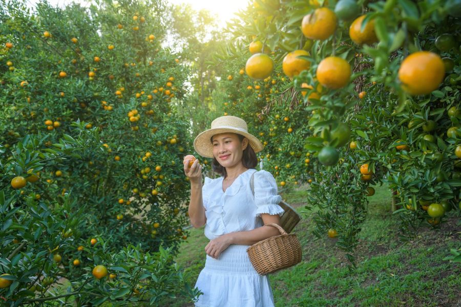 Attain on 5th apartment homes with Woman in a white dress and hat picking oranges in an orchard, holding a basket and smiling.